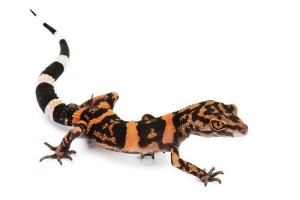Goniurosaurus orientalis, "High pink"